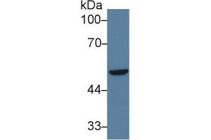 Western Blot; Sample: Human A549 cell lysate; Primary Ab: 3µg/ml Rabbit Anti-Human IRF6 Antibody Second Ab: 0. (IRF6 抗体  (AA 196-445))