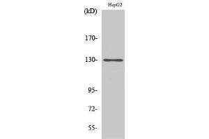 Western Blotting (WB) image for anti-Breast Cancer Anti-Estrogen Resistance 1 (BCAR1) (Tyr471) antibody (ABIN3176696) (BCAR1 抗体  (Tyr471))