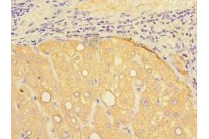 Immunohistochemistry of paraffin-embedded human liver tissue using ABIN7164264 at dilution of 1:100 (Presenilin 1 抗体  (AA 4-218))