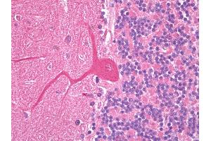 Anti-SLC38A1 antibody IHC of human brain, cerebellum, Purkinje. (SLC38A1 抗体  (AA 1-63))