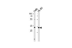 TF Antibody (Center) (ABIN655908 and ABIN2845307) western blot analysis in Hela,HL-60 cell line lysates (35 μg/lane). (TFAP4 抗体  (AA 125-154))