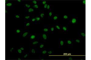 Immunofluorescence (IF) image for anti-Zinc Finger Protein 207 (ZNF207) (AA 1-110) antibody (ABIN563462)