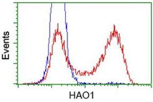 HEK293T cells transfected with either RC216834 overexpress plasmid (Red) or empty vector control plasmid (Blue) were immunostained by anti-HAO1 antibody (ABIN2453910), and then analyzed by flow cytometry. (HAO1 抗体)