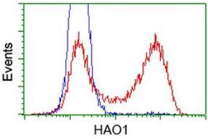 HEK293T cells transfected with either RC216834 overexpress plasmid (Red) or empty vector control plasmid (Blue) were immunostained by anti-HAO1 antibody (ABIN2453910), and then analyzed by flow cytometry.