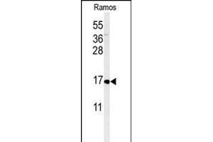 Western blot analysis of CMTM7 Antibody (N-term) (ABIN651213 and ABIN2840134) in Ramos cell line lysates (35 μg/lane). (CMTM7 抗体  (N-Term))