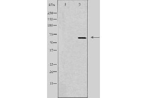 Western blot analysis of extracts from HT-29 cells using TAF5L antibody. (TAF5L 抗体  (Internal Region))