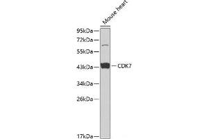 Western blot analysis of extracts of Mouse heart using CDK7 Polyclonal Antibody at dilution of 1:1000. (CDK7 抗体)