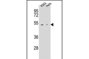 CPB1 Antibody (N-term) (ABIN655962 and ABIN2845347) western blot analysis in K562,Hela cell line lysates (35 μg/lane). (CPB1 抗体  (N-Term))