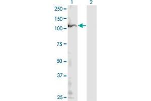 Western Blot analysis of POLR1B expression in transfected 293T cell line by POLR1B monoclonal antibody (M10), clone 4H6. (POLR1B 抗体  (AA 963-1072))