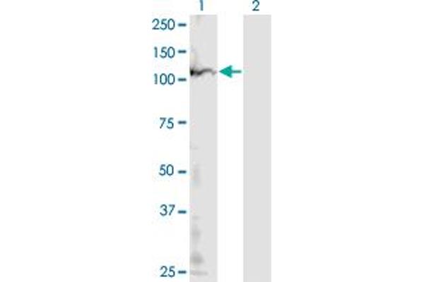 POLR1B antibody  (AA 963-1072)