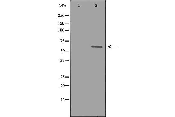 CYP1B1 抗体  (Internal Region)