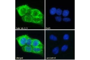 ABIN334440 Immunofluorescence analysis of paraformaldehyde fixed HepG2 cells, permeabilized with 0. (MUC13 抗体  (Internal Region))
