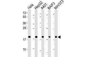 Western Blot at 1:2000 dilution Lane 1: Hela whole cell lysate Lane 2: HepG2 whole cell lysate Lane 3: A431 whole cell lysate Lane 4: BA/F3 whole cell lysate Lane 5: NIH/3T3 whole cell lysate Lysates/proteins at 20 ug per lane. (PPIB 抗体  (AA 161-195))