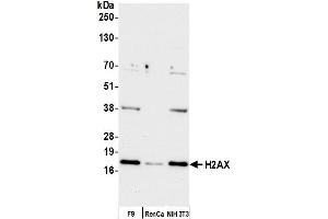 Western Blotting (WB) image for anti-H2A Histone Family, Member X (H2AFX) (C-Term) antibody (ABIN7449409)
