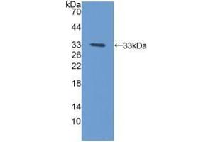 Detection of Recombinant PCYOX1, Mouse using Polyclonal Antibody to Prenylcysteine Oxidase 1 (PCYOX1) (PCYOX1 抗体  (AA 249-505))