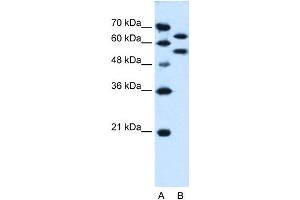 SIL1 antibody used at 0. (SIL1 抗体)