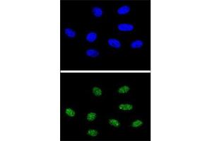 Confocal immunofluorescent analysis of PIN1 antibody with 293 cells followed by Alexa Fluor 488-conjugated goat anti-rabbit lgG (green). (PIN1 抗体  (AA 30-56))