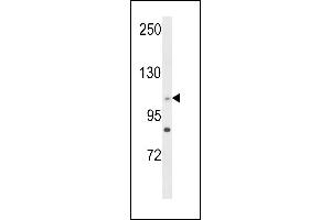 Western blot analysis of C14orf145 Antibody (Center) (ABIN652929 and ABIN2842595) in HL-60 cell line lysates (35 μg/lane). (CEP128 抗体  (AA 906-935))