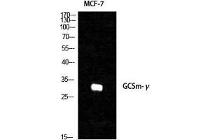 Western Blot (WB) analysis of specific cells using GCSm-gamma Polyclonal Antibody. (GCSm-gamma (Internal Region) 抗体)