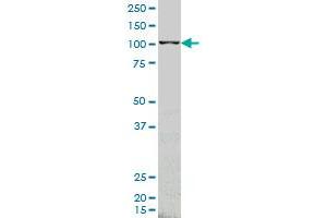 ARHGEF1 monoclonal antibody (M03), clone 4C4 Western Blot analysis of ARHGEF1 expression in K-562 . (ARHGEF1 抗体  (AA 830-927))