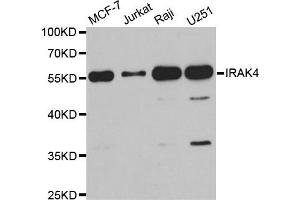 Western Blotting (WB) image for anti-Interleukin-1 Receptor-Associated Kinase 4 (IRAK4) antibody (ABIN1882335) (IRAK4 抗体)