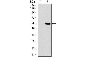 Western Blotting (WB) image for anti-Vav 1 Oncogene (VAV1) (AA 121-324) antibody (ABIN1845807) (VAV1 抗体  (AA 121-324))