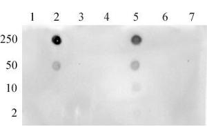 Histone H3K4ac antibody (pAb) tested by dot blot. (Histone 3 抗体  (acLys4))
