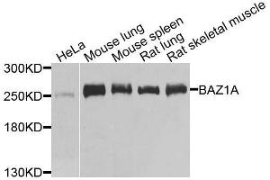 Western blot analysis of extracts of various cell lines, using BAZ1A antibody. (BAZ1A 抗体  (AA 1347-1556))