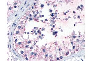 Anti-GPR149 antibody IHC of human testis, seminiferous epithelium. (GPR149 抗体  (N-Term))
