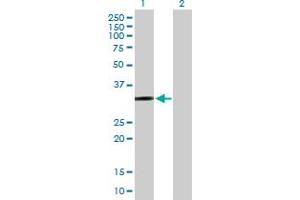 Western Blotting (WB) image for anti-Prostaglandin E Receptor 2 (Subtype EP2), 53kDa (PTGER2) (AA 1-358) antibody (ABIN519445)