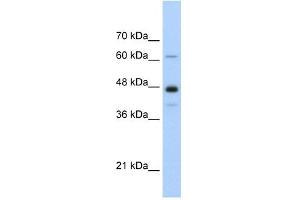 NXF1 antibody used at 0. (NXF1 抗体  (N-Term))