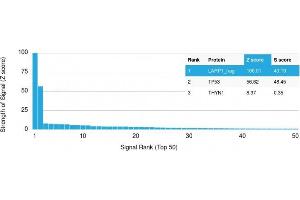 Analysis of Protein Array containing more than 19,000 full-length human proteins using p53 Mouse Monoclonal Antibody (PAb240). (p53 抗体  (AA 14-389))