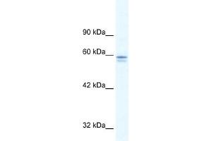 Human HepG2; WB Suggested Anti-MTF1 Antibody Titration: 5. (MTF1 抗体  (C-Term))