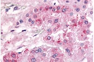 Human Adrenal (formalin-fixed, paraffin-embedded) stained with GPR182 antibody ABIN213454 at 20-40 ug/ml followed by biotinylated goat anti-rabbit IgG secondary antibody ABIN481713, alkaline phosphatase-streptavidin and chromogen. (G Protein-Coupled Receptor 182 抗体  (Extracellular Domain))
