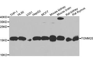 Western blot analysis of extracts of various cell lines, using TOMM20 antibody (ABIN5974102) at 1/1000 dilution. (TOMM20 抗体)