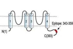 anti-Potassium Channel, Subfamily K, Member 4 (KCNK4) (AA 343-359), (C-Term), (Intracellular) antibody