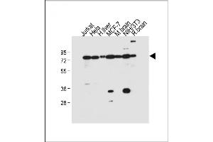 All lanes : Anti-NUR77 (NR4A1) Antibody  at 1:500 dilution Lane 1: Jurkat whole cell lysate Lane 2: Hela whole cell lysate Lane 3: Human liver tissue lysate Lane 4: MCF-7 whole cell lysate Lane 5: Mouse brain tissue lysate Lane 6: NIH/3T3 whole cell lysate Lane 7: Rat brain tissue lysate Lysates/proteins at 20 μg per lane. (NR4A1 抗体  (AA 329-358))