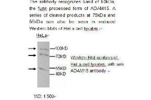 Image no. 1 for anti-ADAM Metallopeptidase Domain 15 (ADAM15) antibody (ABIN790768) (ADAM15 抗体)