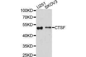 Western blot analysis of extracts of various cell lines, using CTSF antibody (ABIN5997538) at 1/1000 dilution. (Cathepsin F 抗体)