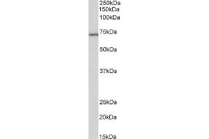 ABIN2613488 (2µg/ml) staining of Daudi lysate (35µg protein in RIPA buffer).
