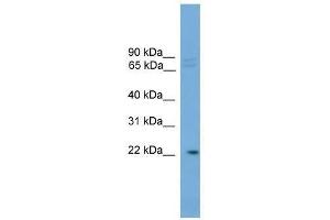 HOM-TES-103 antibody used at 0. (IFFO1 抗体  (C-Term))