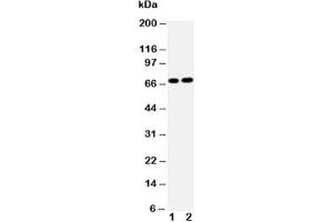 Western blot testing of Lamin B2 antibody and Lane 1:  HeLa;  2: U87 cell lysate (Lamin B2 抗体  (AA 580-597))