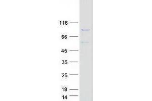 ADD2 Protein (Myc-DYKDDDDK Tag)
