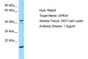 Western Blotting (WB) image for anti-G Protein-Coupled Receptor 34 (GPR34) (C-Term) antibody (ABIN2790184)