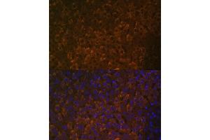 Immunofluorescence analysis of rat liver using UGT1 antibody (ABIN7271193) at dilution of 1:100. (UGT1A6 抗体  (AA 65-270))