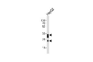 Western blot analysis of lysate from HepG2 cell line, using SULT1A1 Antibody (C-term) (ABIN6243310 and ABIN6577791). (SULT1A1 抗体  (AA 246-279))