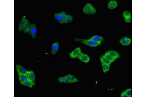 Immunofluorescent analysis of HepG2 cells using ABIN7165414 at dilution of 1:100 and Alexa Fluor 488-congugated AffiniPure Goat Anti-Rabbit IgG(H+L) (FAM151B 抗体  (AA 1-276))