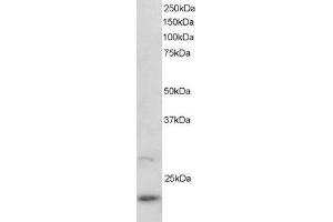 Western Blotting (WB) image for anti-ADP-Ribosylation Factor-Like 2 (ARL2) (C-Term) antibody (ABIN2465429) (ARL2 抗体  (C-Term))
