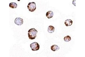Immunohistochemistry (IHC) image for anti-Histidine Triad Nucleotide Binding Protein 1 (HINT1) (Middle Region) antibody (ABIN1030948) (HINT1 抗体  (Middle Region))