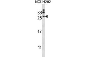 Western Blotting (WB) image for anti-Neurturin (NRTN) antibody (ABIN2997703) (Neurturin 抗体)